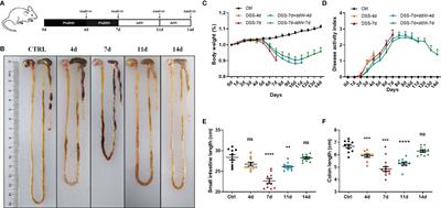 Characterization and Analysis of the Temporal and Spatial Dynamic of Several Enteritis Modeling Methodologies